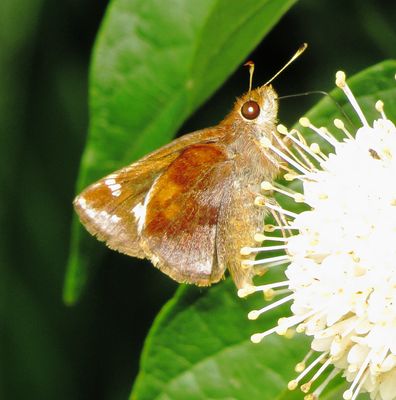 Zabulon Skipper