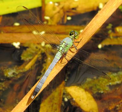 Eastern Pondhawk