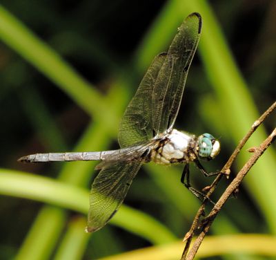 Great Blue Skimmer