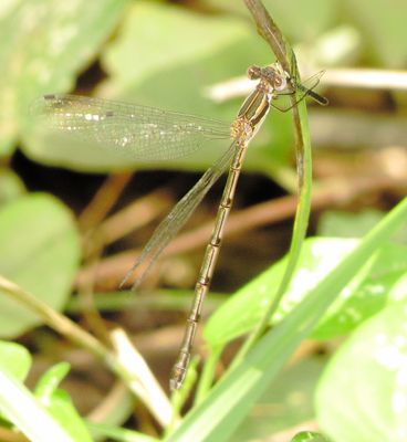 Genus Lestes