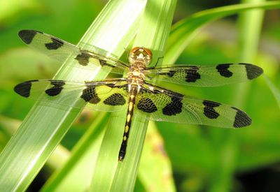 Banded Pennant