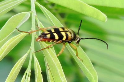 Notch-Tipped Flower Longhorn Beetle