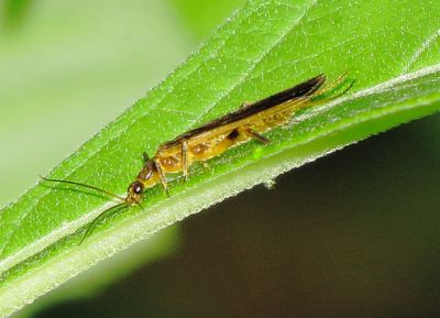 Genus Perlesta