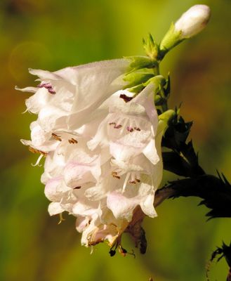 Genus Physostegia