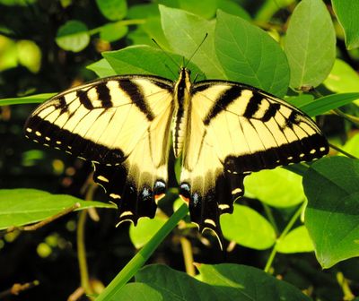 Eastern Tiger Swallowtail
