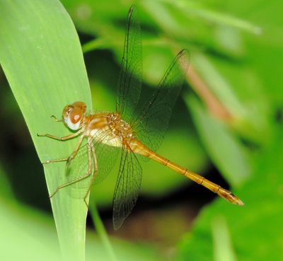 Autumn Meadowhawk