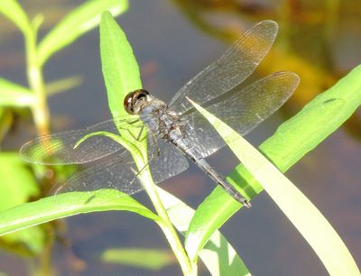 Double-Ringed Pennant