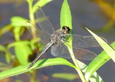 Double-Ringed Pennant
