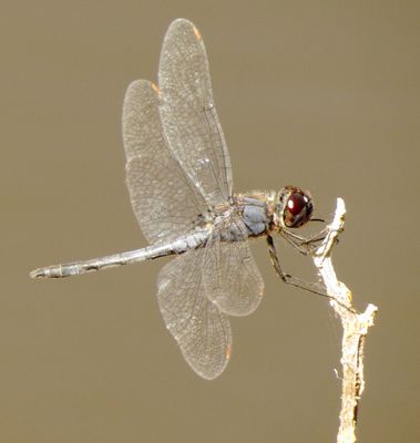 Double-Ringed Pennant