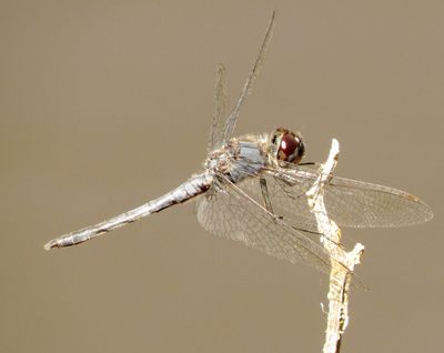 Double-Ringed Pennant