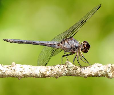 Slaty Skimmer