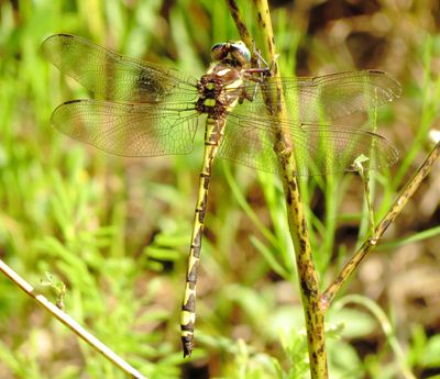 Arrowhead Spiketail