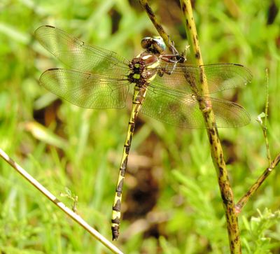 Arrowhead Spiketail