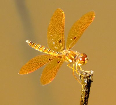 Eastern Amberwing