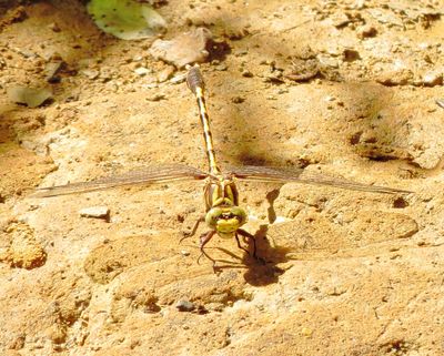 Common Sanddragon