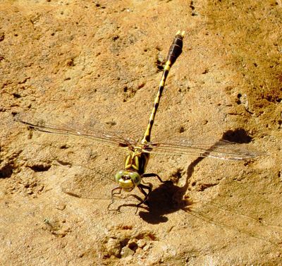 Common Sanddragon