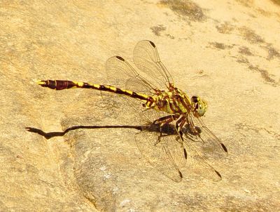 Common Sanddragon