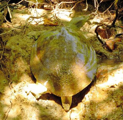 Spiny Softshell
