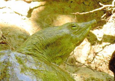 Spiny Softshell