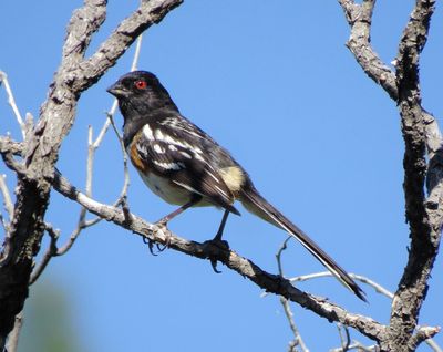 Spotted Towhee