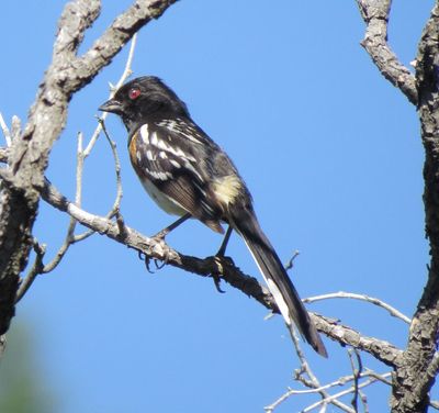 Spotted Towhee