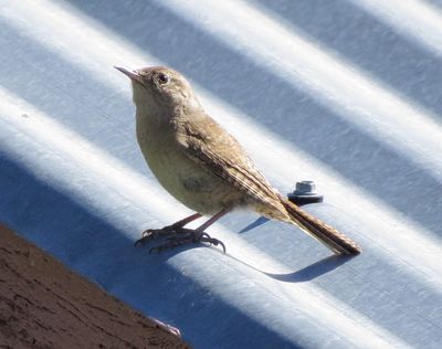 Northern House Wren
