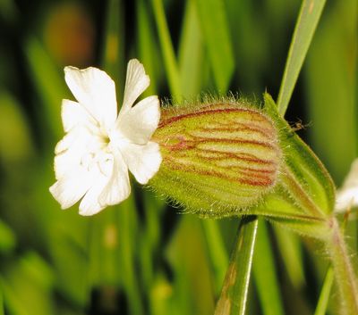 White Campion