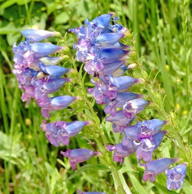 Beardtongue Species