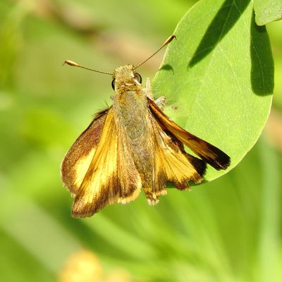 Taxiles Skipper