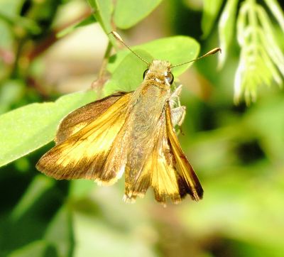 Taxiles Skipper
