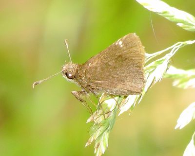 Roadside Skipper Species