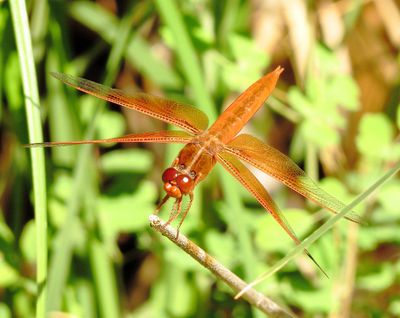 Flame Skimmer