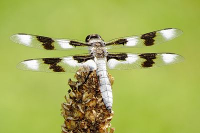 Eight-Spotted Skimmer