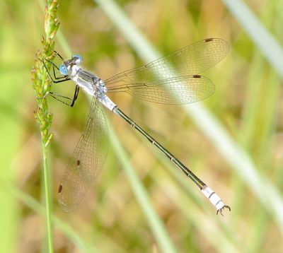 Northern Spreadwing