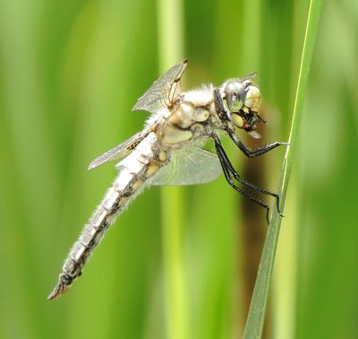 Four-Spotted Skimmer