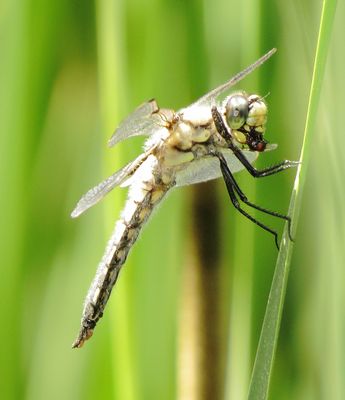 Four-Spotted Skimmer