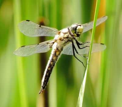Four-Spotted Skimmer