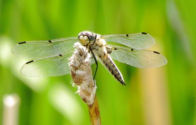 Four-Spotted Skimmer