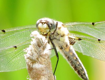 Four-Spotted Skimmer