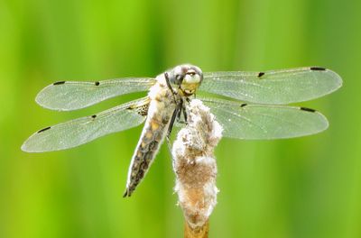Four-Spotted Skimmer