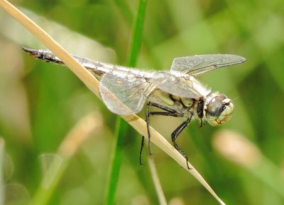 Four-Spotted Skimmer