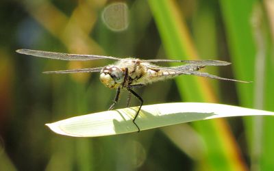 Four-Spotted Skimmer