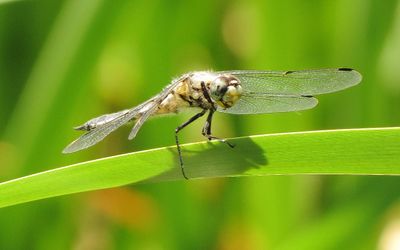 Four-Spotted Skimmer