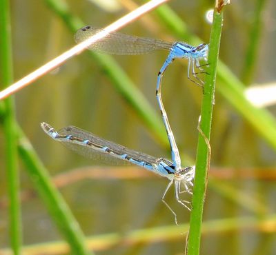 Bluet Species