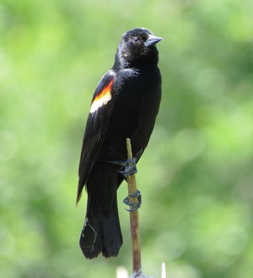 Red-Winged Blackbird