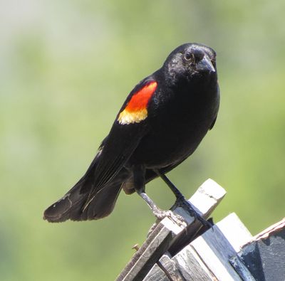 Red-Winged Blackbird