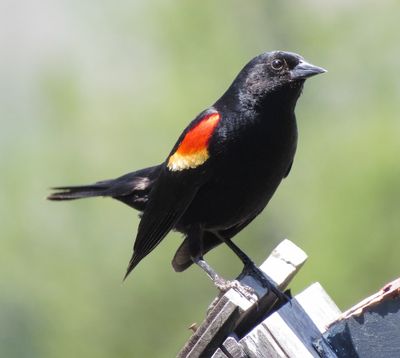 Red-Winged Blackbird