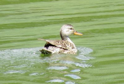 Gadwall