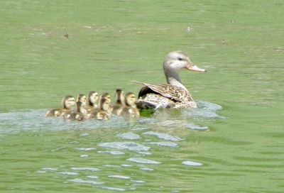 Gadwall