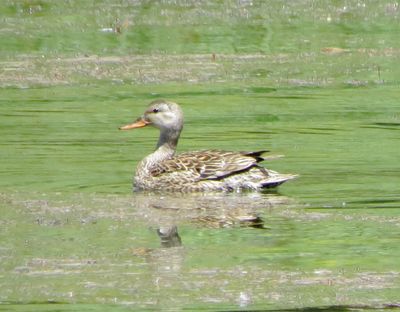 Gadwall